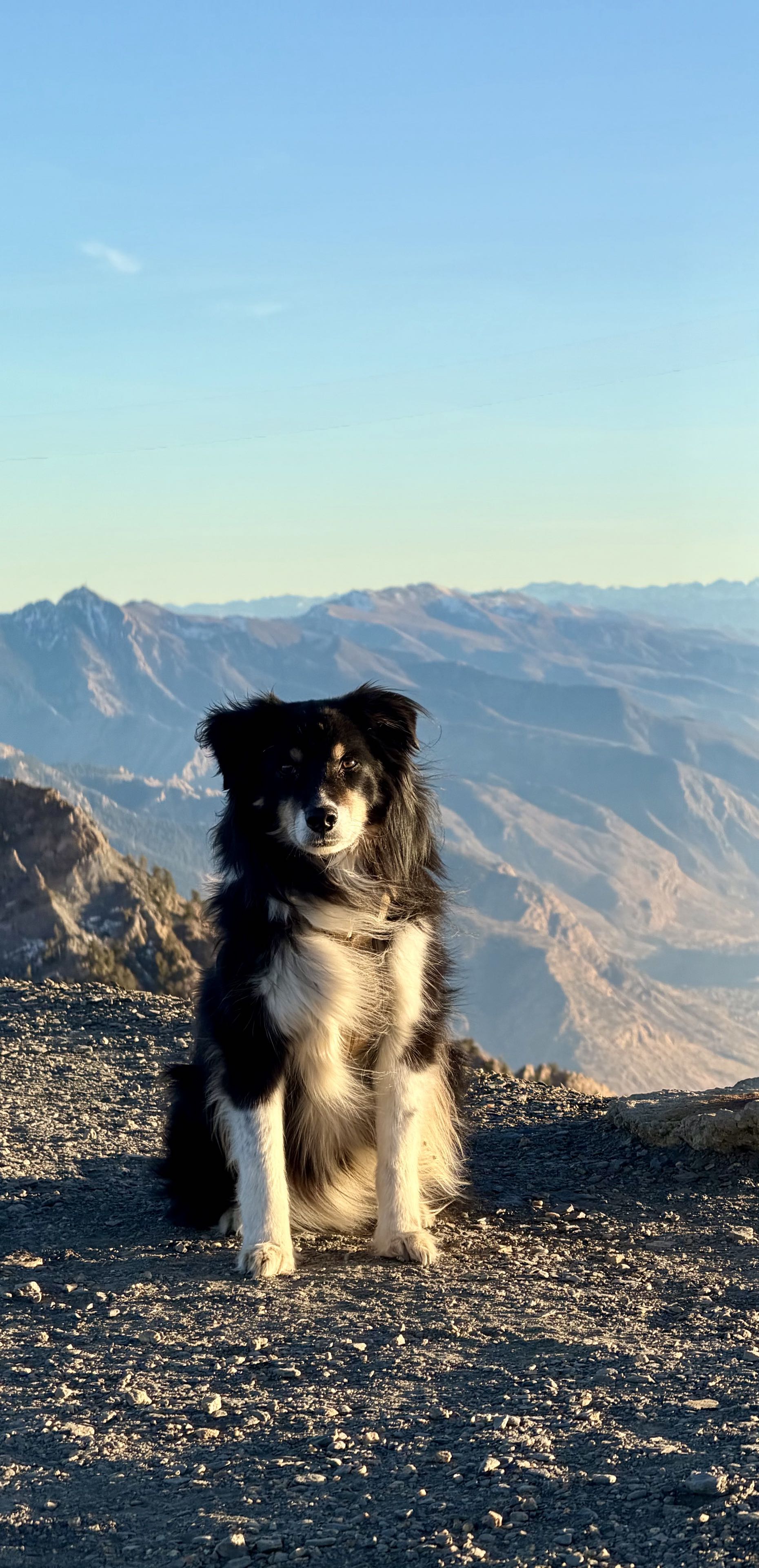 Photo of my dog
